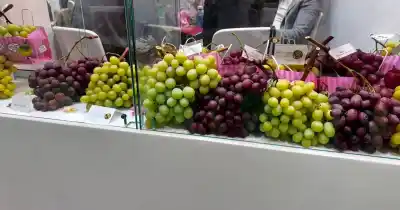 San Juan exportaba 100 millones de kilos de uva y hoy casi no vende afuera: la movida con 5 firmas para revertirlo