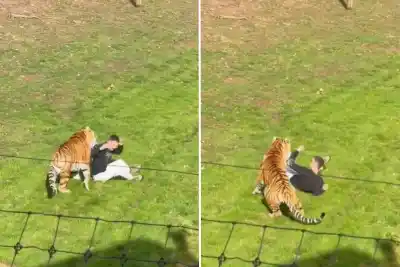Saltó al recinto de los tigres en un zoológico de Yorkshire: quién era el joven que murió