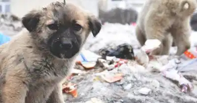 Rescató a un cachorro y destapó un infierno: "No voy a dar información para proteger a la víctima"