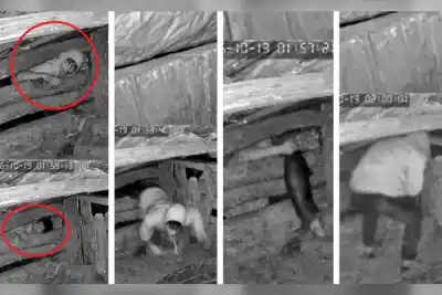 Entró por un hueco al corral y se llevó un chanchito: la familia pide que todos vean el video
