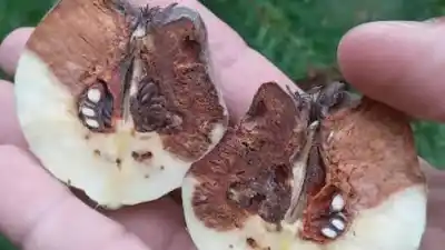 La polilla que amenaza los frutales de Catamarca: piden colocar trampas ya en las fincas