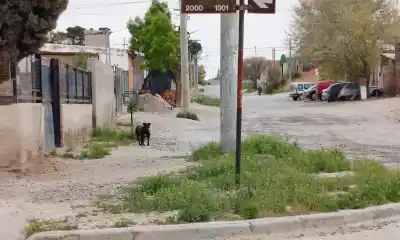 El barrio de Trelew donde hay un animal por habitante y la vacuna antirrábica quedó atrás