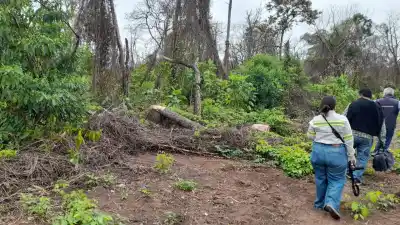 La tala ilegal avanza sobre las Yungas: 680 rollos recuperados y una zona a un kilómetro del parque