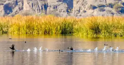 Cuatro fotógrafos se quedaron con el Festival de las Aves: dónde ver las imágenes premiadas