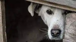 Catamarca se moviliza por los animales: la consigna que ya resuena en la ciudad