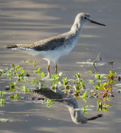 El Parque Sarmiento premiará a cuatro fotógrafos: lo que se verá este sábado en el Festival de las Aves