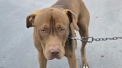 Un perro cayó al canal en Chimbas y el rescate terminó con dos personas luchando por su vida
