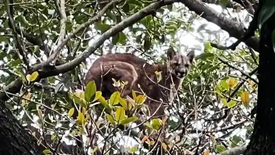 Un puma caminaba por las calles de un pueblo de Santa Fe: el momento en que lo atraparon