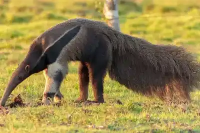 Un oso hormiguero volvió a casa: el operativo que unió a guardafaunas y Rewilding en el Copo