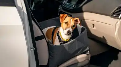 Salta aprobó una norma que castiga el abandono animal: la licencia de conducir quedó en la mira