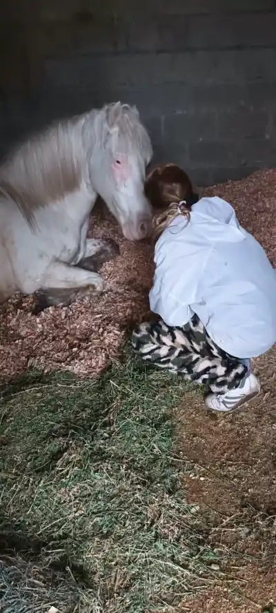 Ciego y con una infección que rozaba el cerebro: el dramático rescate del caballo que casi se ahoga en una pileta