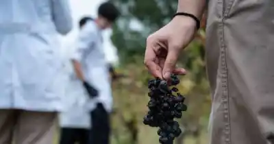 El vino no sale del pozo: 44 meses seguidos en zona crítica y un precio que se derrumba