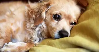 Salta aprobó una ordenanza que cambia la vida de las mascotas: qué dice la letra chica