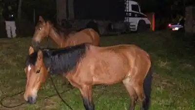 Ocho caballos sueltos en Los Perales y Bajo La Viña: dónde los encontró la Policía