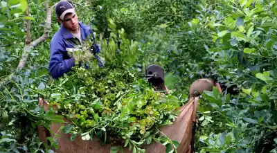 El precio que reciben los yerbateros misioneros se derrumbó: la razón que nadie quiere escuchar