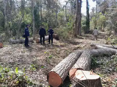 La tala ilegal avanza en los bosques de Caimancito y Yuto: qué encontraron en el corredor del yaguareté