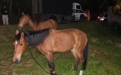 Los caballos sueltos que inquietaban a dos barrios terminaron en un lugar inesperado