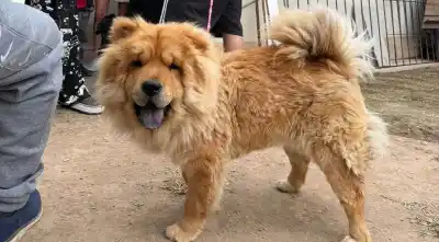 Cerrillos: castraron y atendieron a 50 animales en una jornada que busca frenar la superpoblación