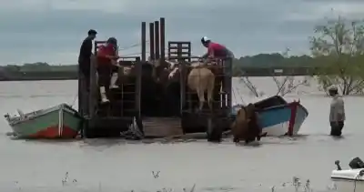 El Paraná se los tragó: el desesperado operativo para rescatar vacas isleñas