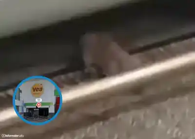 Una vecina de Orán filmó lo que apareció entre las góndolas del supermercado