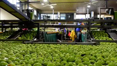 La fruta del Alto Valle no encuentra comprador en el exterior: los envíos se derrumbaron en lo que va del año