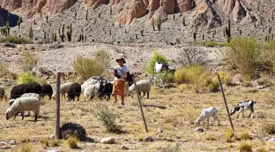 El campo salteño se sostiene con manos de mujer: los saberes que no se aprenden en ningún manual