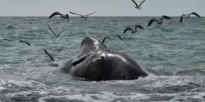 Puerto Madryn: la bacteria que apareció en los ballenatos y la hipótesis que mira al mar