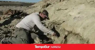 Un diente de 9 centímetros revela qué comía un dinosaurio gigante de la Patagonia