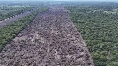 En pleno corazón del Chaco Seco arrasaron un bosque protegido: la Justicia ya había frenado los desmontes
