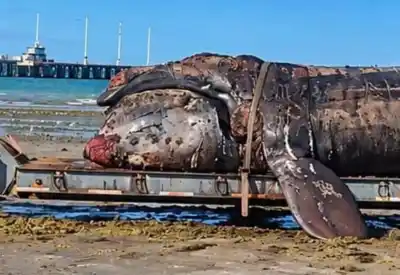 El mar está habilitado y las ballenas se mueren: Ambiente desmintió la prohibición y explicó qué pasa en las costas de Chubut