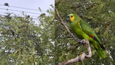 No son una plaga: por qué los loros invadieron Comodoro y qué pide una experta