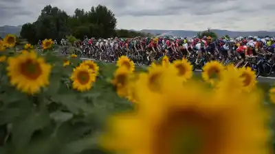 El girasol ya está en el suelo: la lluvia cambió los planes en el centro norte santafesino
