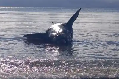 Greenpeace advierte por las ballenas muertas en Chubut: la cifra que nadie esperaba