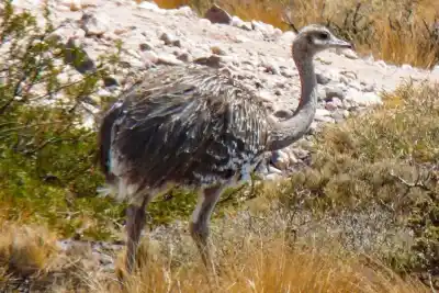 En Aluminé enseñan qué hacer si te encontrás un animal silvestre herido