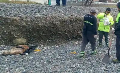 Playa Unión: un lobo marino llevaba días en la costa y recién ahora lo retiraron