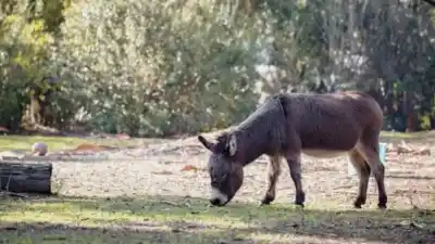 Una carnicería comenzó a vender un producto inusual y la polémica se desató en todo el país
