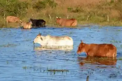 La creciente del Paraná tiene en vilo a Empedrado: productores mueven su ganado como pueden