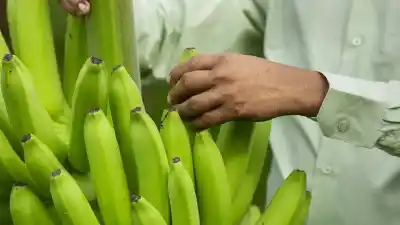 La fruta que desafía el tiempo: el secreto genético que revoluciona el mercado global