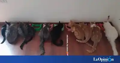 Rescataron a dos gatos de Martina Ríos, pero el tercero se escapó de los bomberos y todavía lo buscan