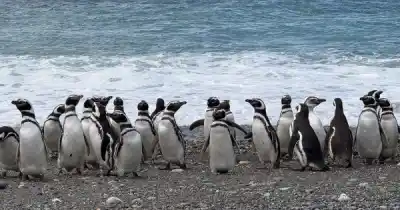 Cabo Vírgenes: 120 mil parejas de pingüinos, una ola y una incógnita que se devela en octubre