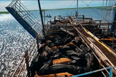 La crecida del Uruguay los corrió de las islas: ahora pagan 250 mil pesos la hora para salvar a las vacas