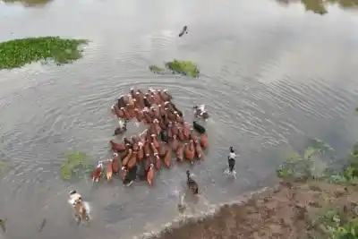 La crecida del Paraná los obligó a cruzar 400 vacas en botes: la escena que se repite en Corrientes