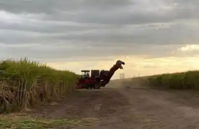 Ocho ingenios muelen y el resto espera: qué pasó con la zafra en Tucumán