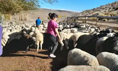 Rosina Quiroga aprendió a esquilar de chica, pero hay algo que todavía no cambió en el campo