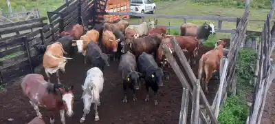 Allanaron un campo en el km 111 de la ruta 16: 56 vacunos terminaron en la Sociedad Rural de Presidencia de la Plaza