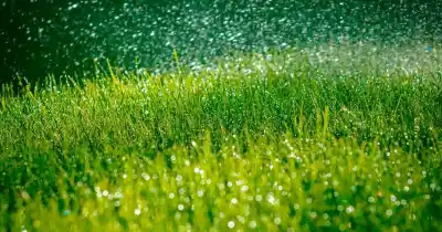Regar cuando llueve, el error que puede ahogar tus plantas: los consejos de una especialista