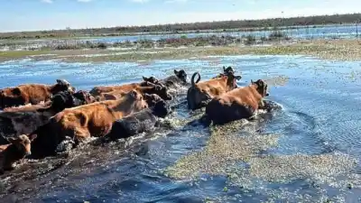 Sacan miles de vacas de las islas de Victoria: lo que temen los productores si se repite 2007