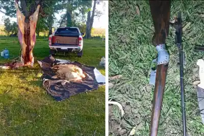 Fueron a chequear una usurpación en un campo y los esperaban con una vaca faenada y una carabina