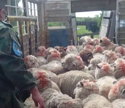 Mocoretá: la Policía Rural frenó un camión jaula con 140 ovinos y el conductor terminó pagando caro