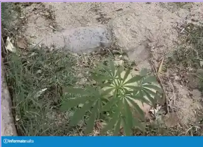 Apareció una planta de marihuana en plena vereda de Cafayate: el detalle que llamó la atención de los vecinos